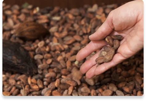 nutella cocoa beans.